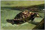 Animal flood! - turtle1.jpg