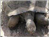 Animal flood! - tortoise.jpg