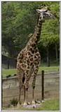 Animal flood! - giraffe1.jpg