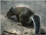 Animal flood! - grey squirrel (Sciurus carolinensis) - graysqrl.jpg
