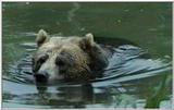 Animal flood! - grizzly.jpg