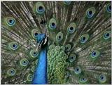 Animal flood! - peacock.jpg - blue peafowl (Pavo cristatus)