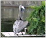Animal flood! - pelican.jpg