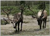 Animal flood! - reindeer.jpg