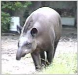 Animal flood! - tapir.jpg