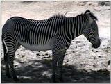 Animal flood! - zebra.jpg