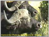Cape Buffalo in the Mara