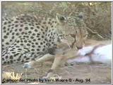 Cheetah w/Kill in Samburu, Kenya