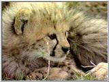 Cheetah Cubs in Kenya