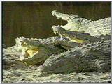 Crocodiles in the Mara