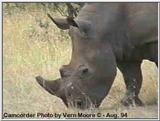 Rhino on the Mara