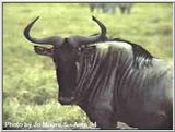 Wildebeest in Kenya