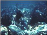 Sea Urchins (1)