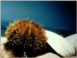 Sea Urchin (2)