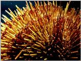 Sea Urchin (3)