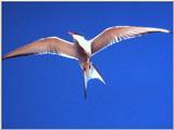 [IMG] Common Tern 2