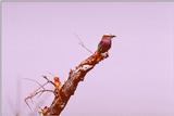 Lilac-breasted Roller - aas50687.jpg [1/1]
