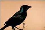 IDENTIFY this bird - aas50695.jpg --> Bronzed Cowbird