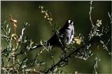 White-crowned Sparrow(?) - aas50704.jpg [1/1]