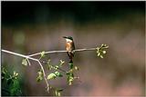 Identification needed for this bee-eater - aas50707.jpg (1/1)