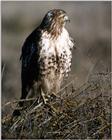 Identification needed for this bird of prey - aat50211.jpg - What is this?