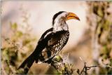 [IMG] African Hornbill --> Southern Yellow-billed Hornbill