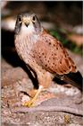Identification needed for this bird of prey - aat50291.jpg (1/1)