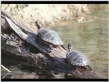 A pair of turtles in the water