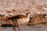 Egyptian Goose - Alopochen aegyptiacus - aau50202.jpg