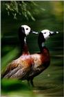 White-faced Whistling Duck (?) - aau50204.jpg [1/1]
