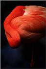 Flamingos (4)
