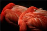 Flamingos (5)