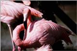 Flamingos (6)