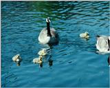Canada Geese - Family