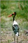 Saddle-billed Stork - Ephippiorhynchus senegalensis - aay50076.jpg