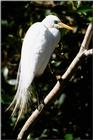 Identification needed for this egret - aay50078.jpg (1/1)
