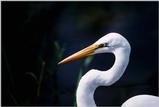 Identification needed for this egret - aay50081.jpg (1/1)