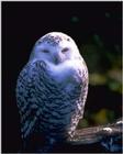 Snow Owl - abb50105.jpg [1/1]