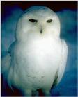 Snow Owl - abb50106.jpg [1/1]