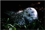 Snow Owl - abb50120.jpg [1/1]