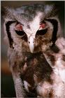 OWL - abb50122.jpg --> Verreaux's Eagle-Owl (Bubo lacteus)