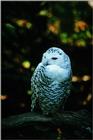 Snow Owl - abb50125.jpg [1/1]