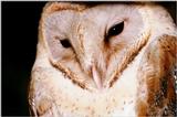 Barn Owl - abb50130.jpg