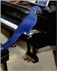 Hyacinth Macaw - abc50078.jpg