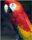 Scarlet Macaw, Ara macao - abc50080.jpg