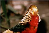 Golden Pheasant - abc50105.jpg [1/1]