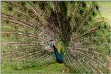 Blue Peacock - abd50038.jpg - Indian peafowl (Pavo cristatus)