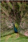 Blue Peacock - abd50039.jpg - Indian peafowl (Pavo cristatus)
