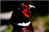 Ring-necked Pheasant - Phasianus colchicus - abh50079.jpg