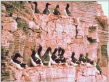 Common Murre Flock on Cliff